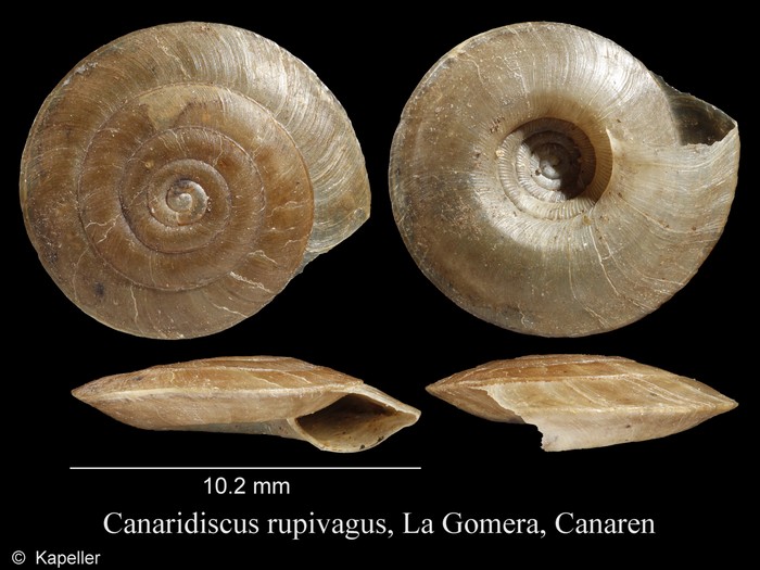 Canaridiscus rupivagus Canaridiscus rupivagus