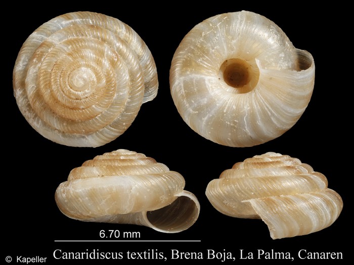 Canaridiscus textilis
