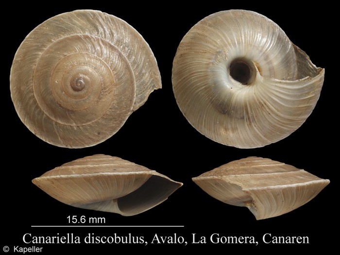 Canariella discobolus