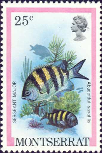 Abudefduf saxatilis Abudefduf saxatilis