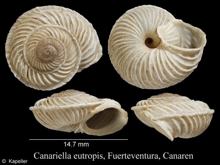 Canariella eutropis