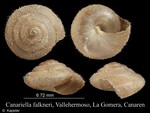 Canariella falkneri