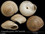 Canariella giustii