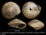 Canariella hispidula