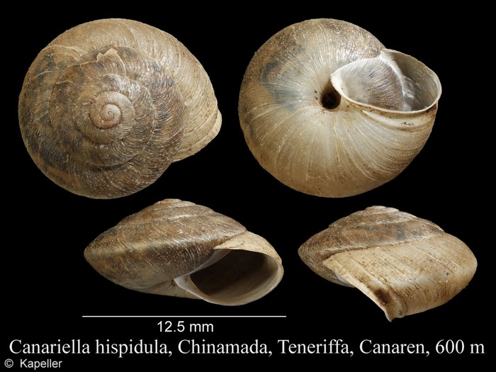 Canariella hispidula