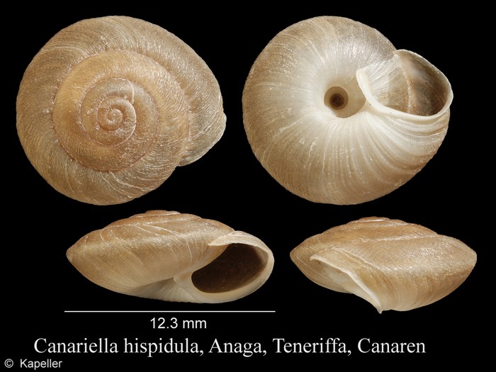 Canariella hispidula