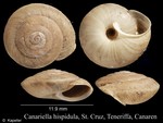 Canariella hispidula