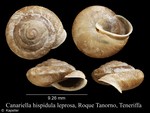 Canariella hispidula leprosa