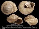 Canariella jandiaensis