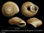 Alvaradoa multigranosa