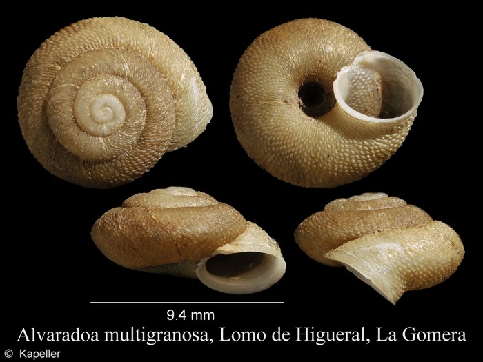 Alvaradoa multigranosa