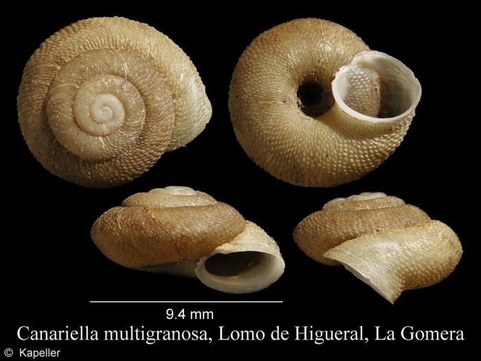 Canariella multigranosa