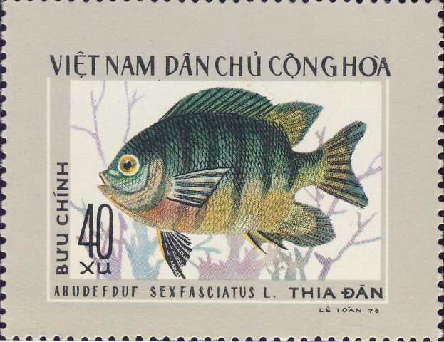 Abudefduf sexfasciatus Abudefduf sexfasciatus