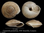 Canariella pontelirae