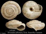 Alvaradoa pthonera