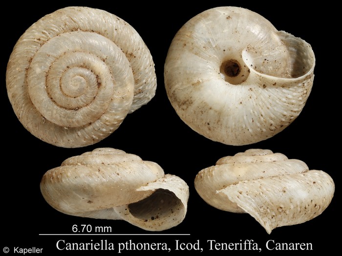 Canariella pthonera