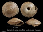 Canariella tenuicostulata