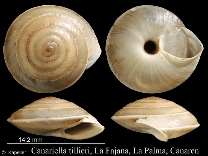 Canariella tillieri