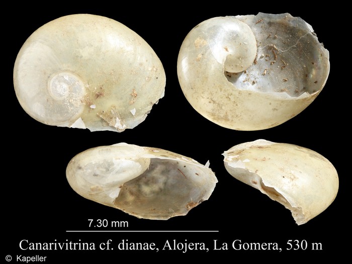 Canarivitrina dianae Canarivitrina dianae