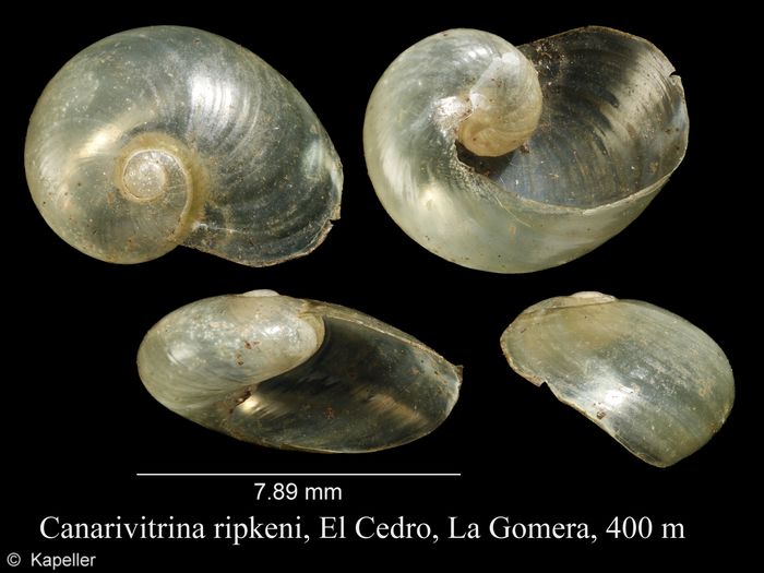 Canarivitrina ripkeni Canarivitrina ripkeni