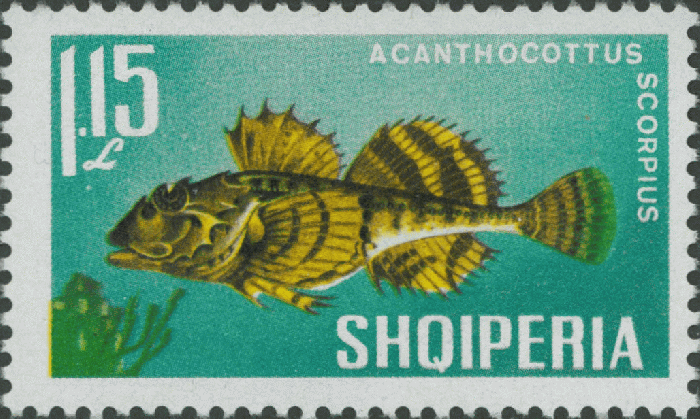 Acanthocottus scorpius Acanthocottus scorpius