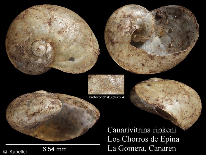 Canarivitrina ripkeni Canarivitrina ripkeni