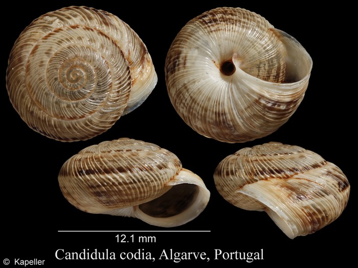 Candidula codia Candidula codia