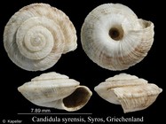 Candidula syrensis