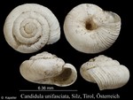 Candidula unifasciata