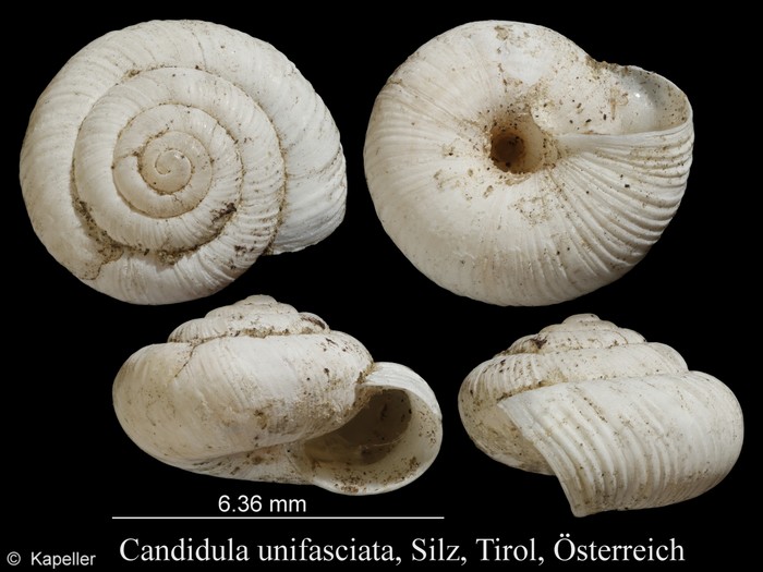 Candidula unifasciata