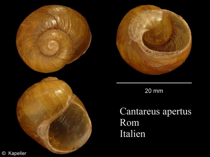 Cantareus apertus