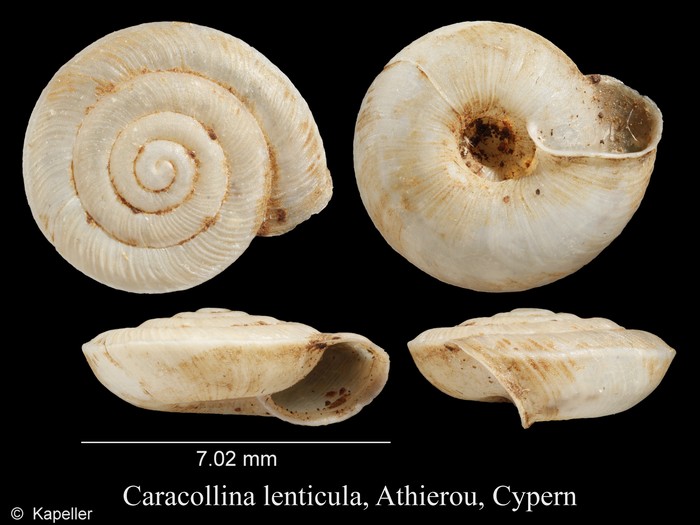 Caracollina lenticula