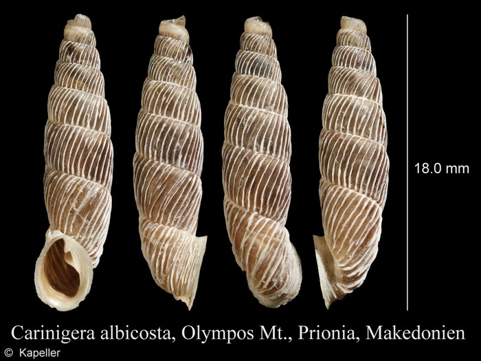Carinigera albicosta Carinigera albicosta