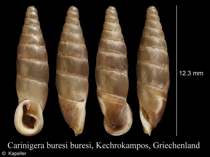 Carinigera buresi Carinigera buresi
