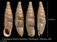 Carinigera buresi insularis