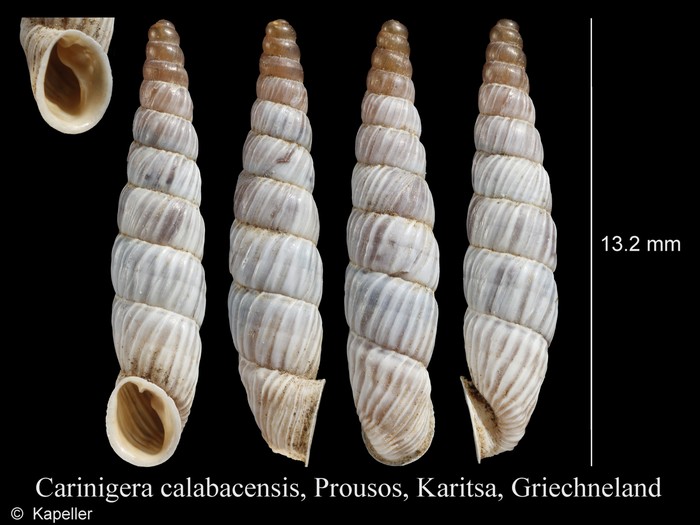 Carinigera calabacensis Carinigera calabacensis