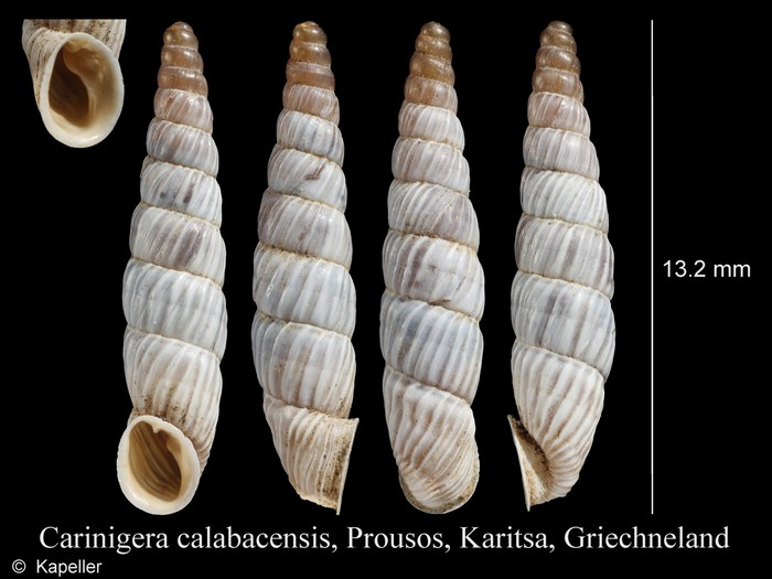 Carinigera calabacensis