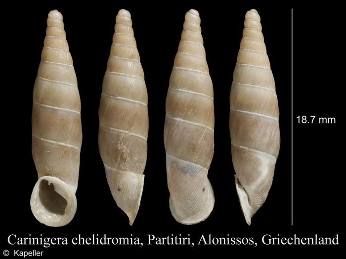 Carinigera chelidromia Carinigera chelidromia