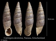 Carinigera dextrorsa