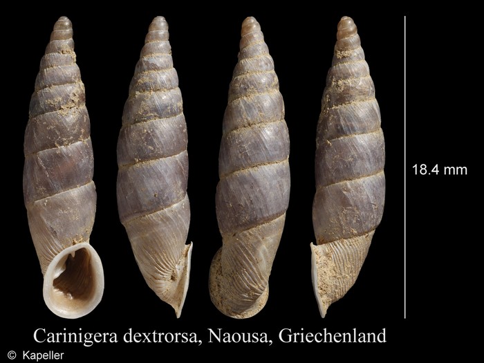 Carinigera dextrorsa Carinigera dextrorsa