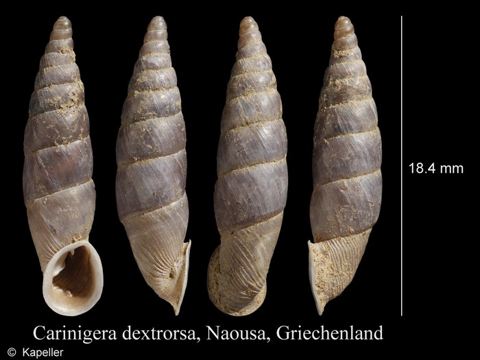 Carinigera dextrorsa