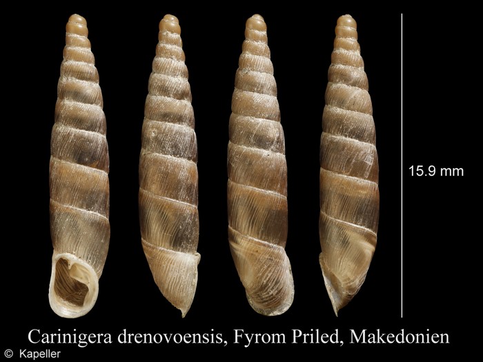 Carinigera drenovoensis