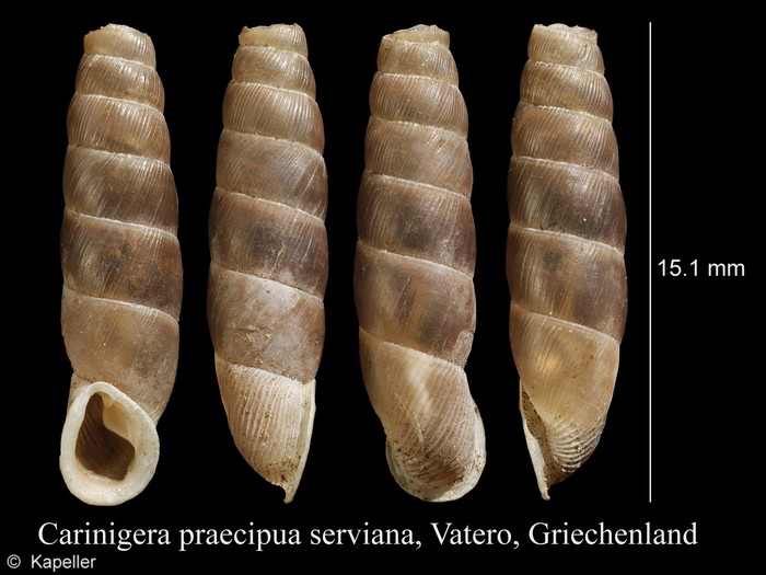 Carinigera praecipua serviana