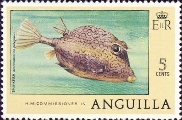 Acanthostracion polygonius Acanthostracion polygonius