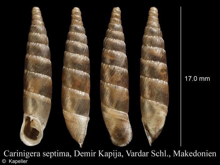 Carinigera septima Carinigera septima