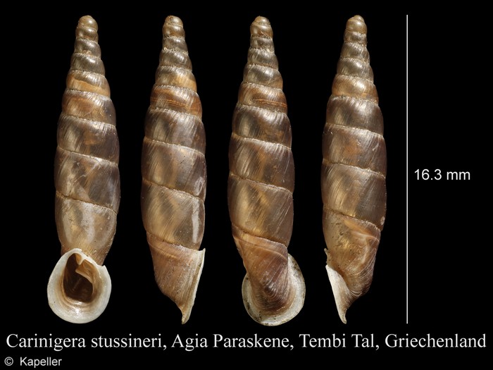 Carinigera stussineri Carinigera stussineri