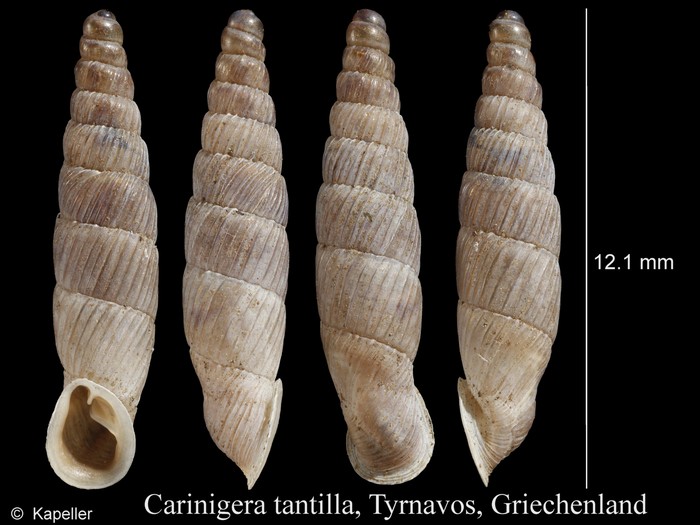 Carinigera tantilla