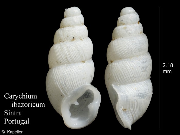 Carychium ibazoricum Carychium ibazoricum