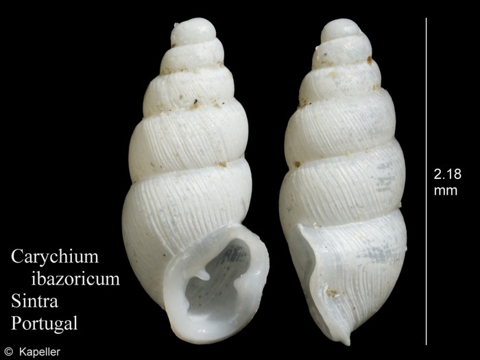 Carychium ibazoricum