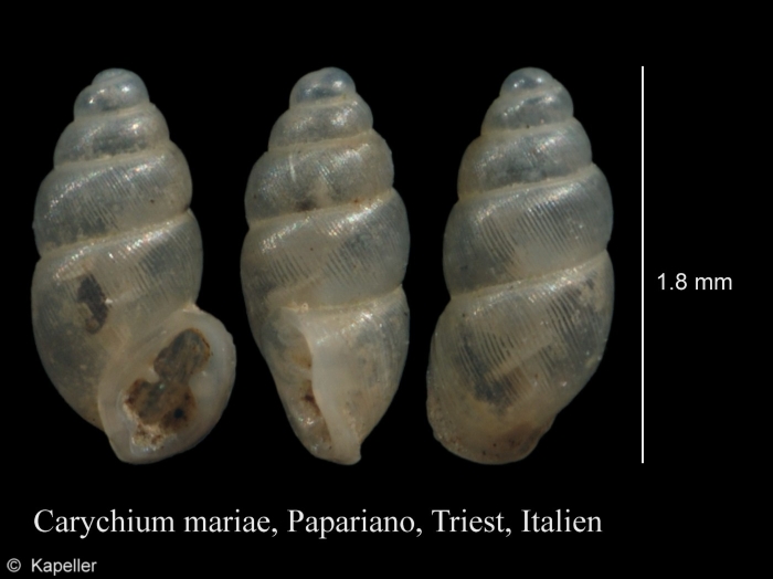 Carychium mariae Carychium mariae